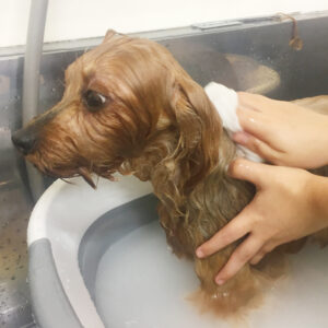 お風呂ヨーキー