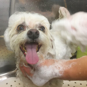 シャンプーミックス