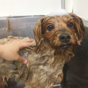 シャンプーヨーキー