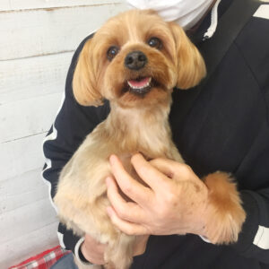 仕上がりヨーキー