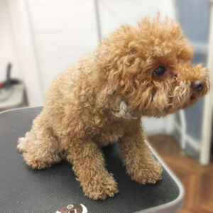 よろしくトイプー