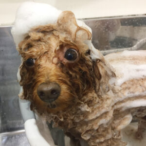 シャンプートイプー