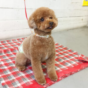 仕上がりトイプー