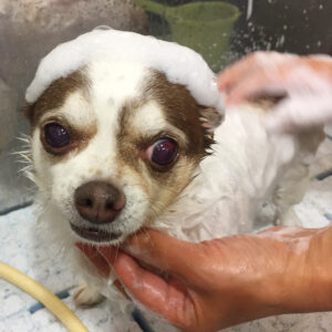 シャンプーチワワ