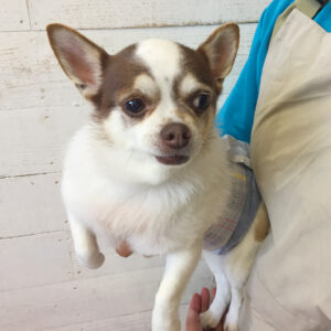 仕上がりチワワ