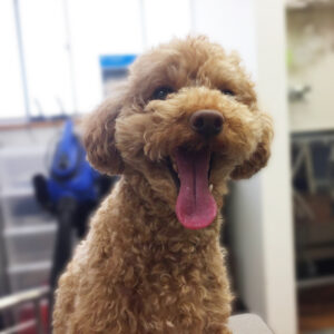 よろしくトイプー