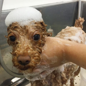 シャンプートイプー