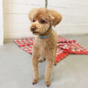 仕上がりトイプー