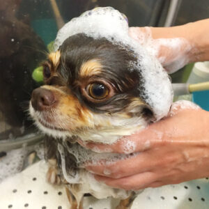 シャンプーチワワ