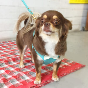 仕上がりチワワ