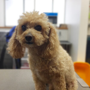 よろしくトイプー