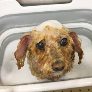 シャンプートイプー