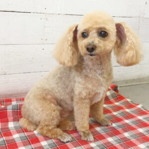 仕上がりトイプー