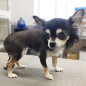 よろしくチワワ