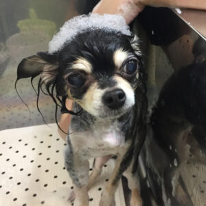 シャンプーチワワ