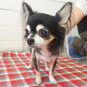 仕上がりチワワ