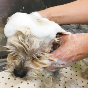 シャンプーミックス