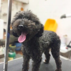 よろしくトイプー