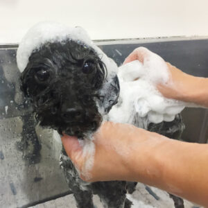 シャンプートイプー