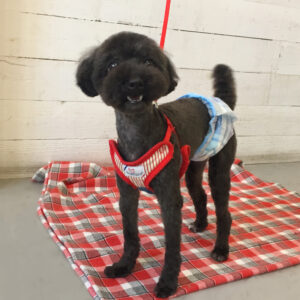 仕上がりトイプー