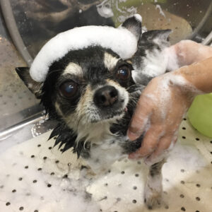 シャンプーチワワ