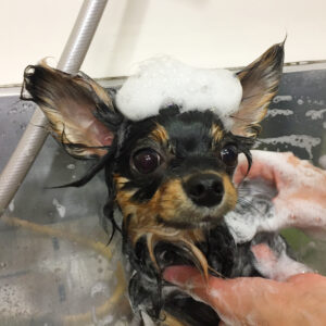 シャンプーチワワ