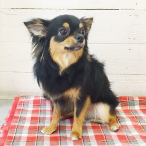 仕上がりチワワ