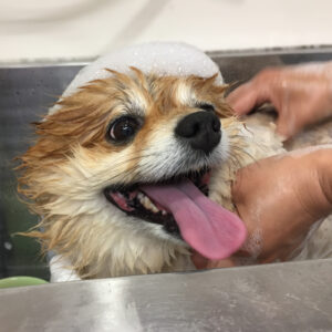 シャンプーポメ