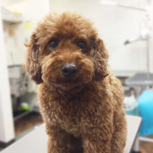 よろしくトイプー