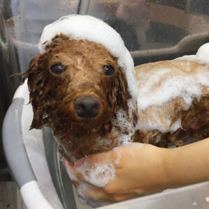 シャンプートイプー