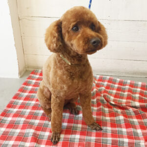 仕上がりトイプー