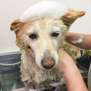 シャンプーミックス