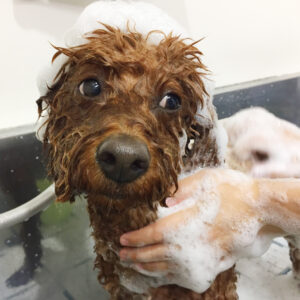 シャンプートイプー