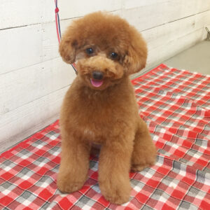 仕上がりトイプー