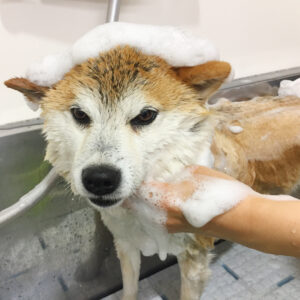 シャンプーしば