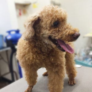 よろしくトイプー