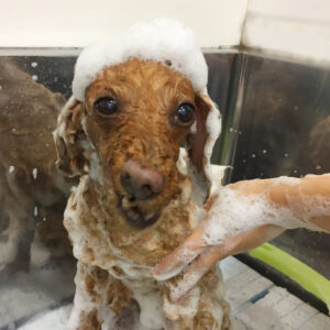 シャンプートイプー