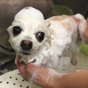 シャンプーチワワ