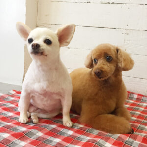 仕上がりトイプー&チワワ