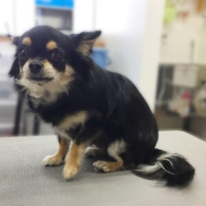 よろしくチワワ