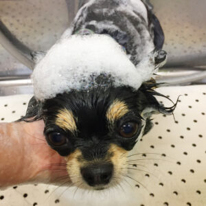 シャンプーチワワ