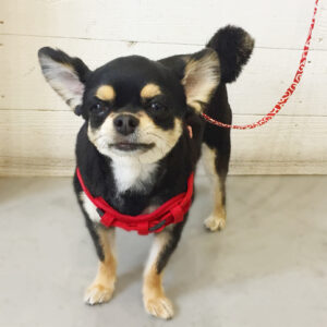 仕上がりチワワ