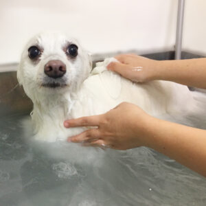 お風呂スピッツ