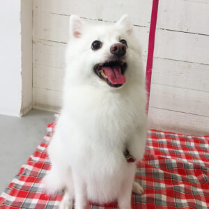 仕上がりスピッツ