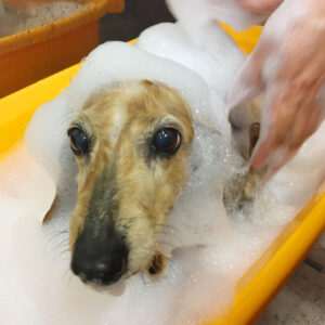 シャンプーダックス