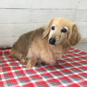 仕上がりダックス