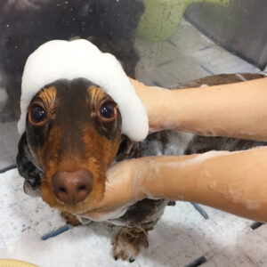 シャンプーダックス