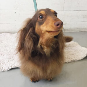 仕上がりダックス