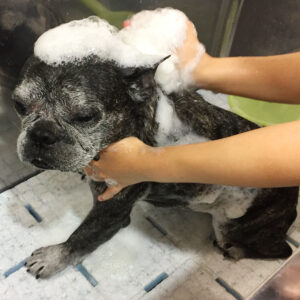 シャンプーフレブル