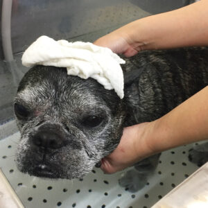 お風呂フレブル